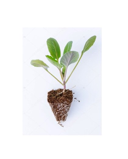 Chou Lombardo pour planter