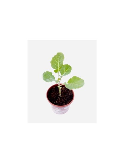 Chou cœur de bœuf pour planter