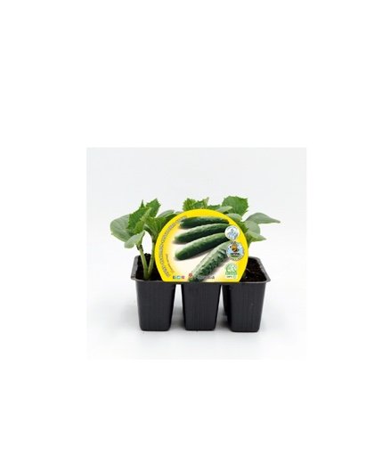 Concombre pour planter