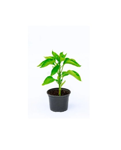 Pimentão do Padrão pour planter