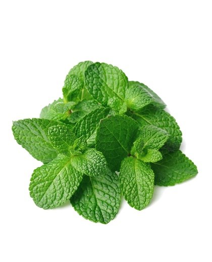 Menthe fraîche