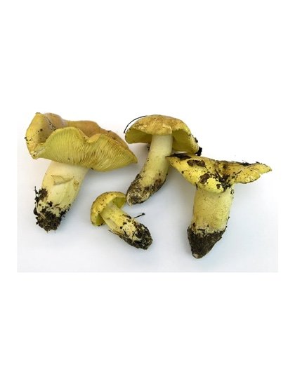 Champignons sauvages (míscaros)